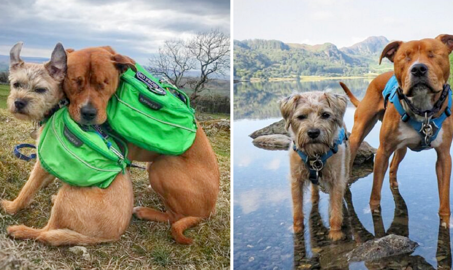 Blind Staffie Finds A Guide In His Forever Friend