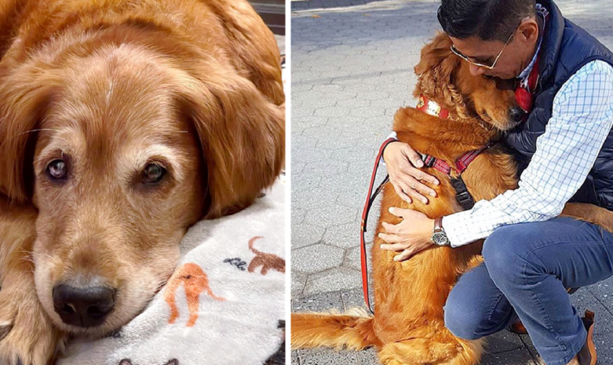 At Least Two Hours a Day, This Cute Golden Retriever Gives Hugs to Strangers She Meets on the Street