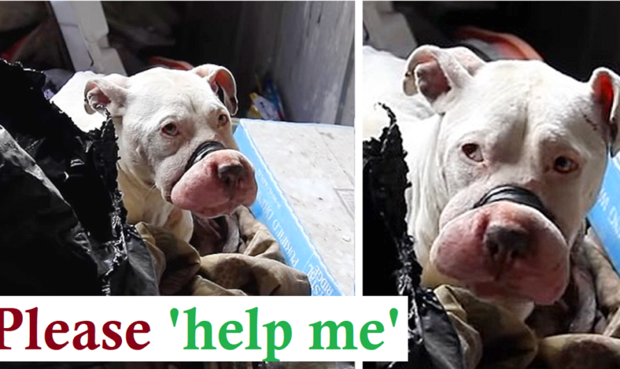 Rare Behind The Scenes Look At Rescuing Bait Dogs (This story made me cry)