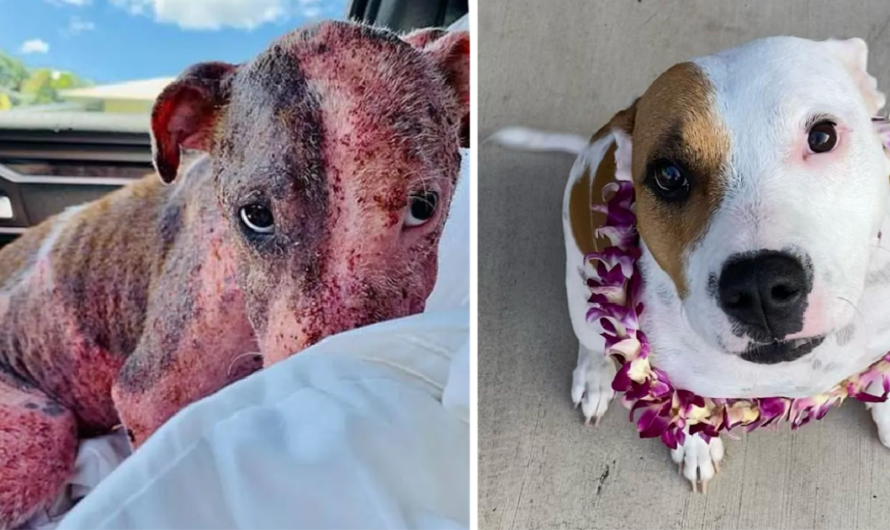 Puppy Buried Alive on a Beach is Now Thriving with Foster Fail Family