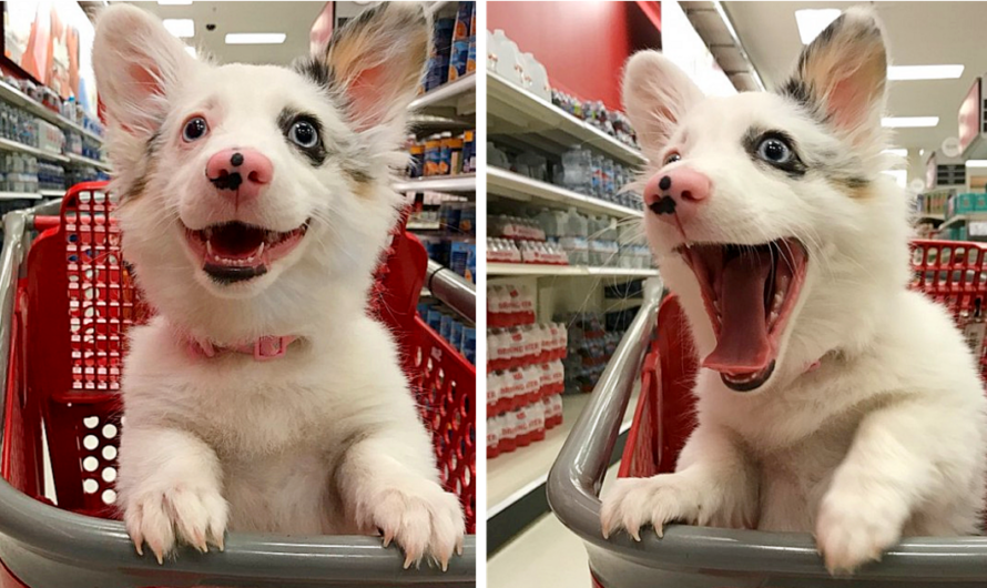 This Dog Couldn’t Be Happier While ‘Shopping’ At Target, And Her Smiles Go Viral On Twitter