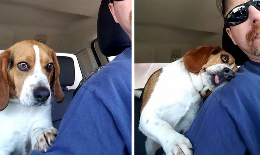 Touching Moment: Man saves beagle from euthanasia at shelter, thanks him with a hug