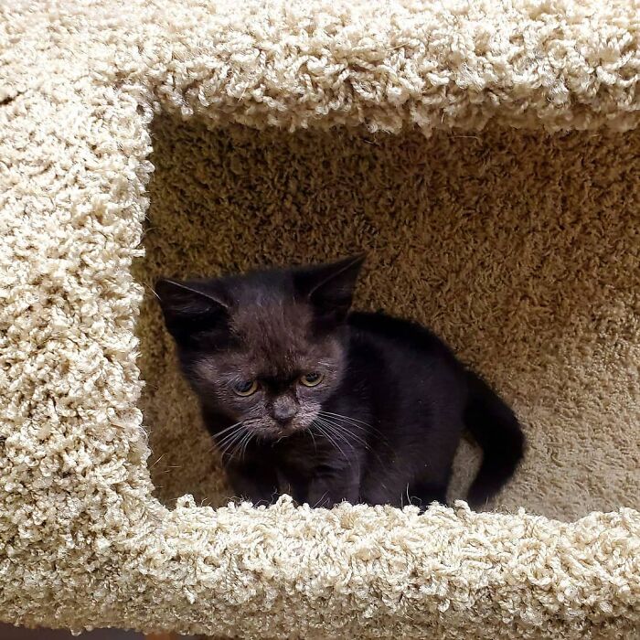 An Animal Clinic That Adopted This Black Cat, Realized He Wouldn’t Grow Much Due To Dwarfism