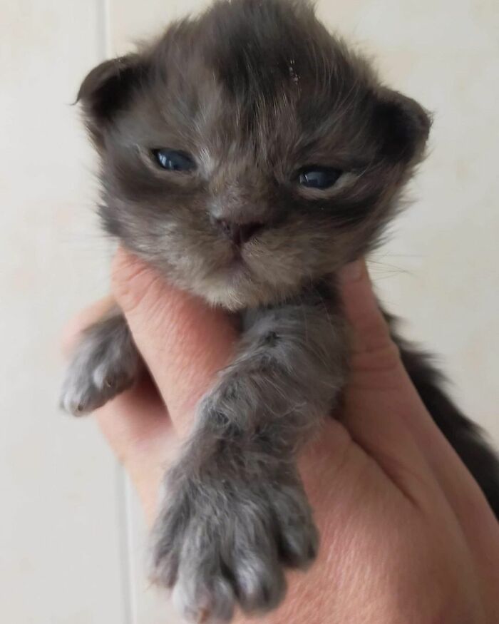 Meet Richie, The Maine Coon Cat Gone Viral On Social Media