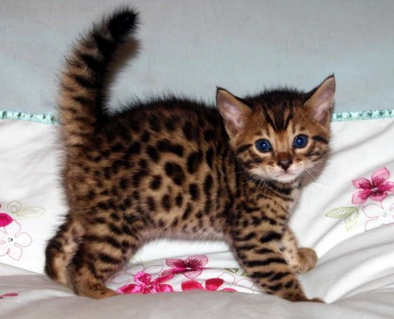 The adorable Bengal cat looks so cute and mischievous