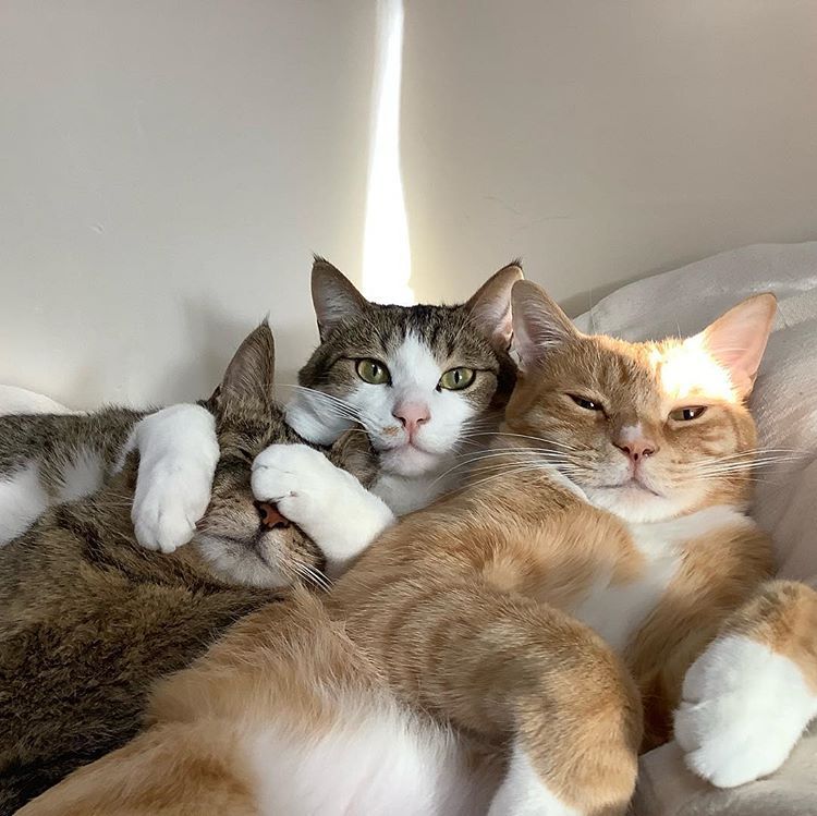 Feline Shenanigans: The Hilarious Expressions of Two Cats Caught in the Act, Lighting Up the Internet