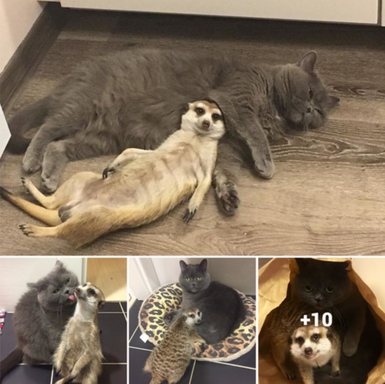 meerkat and Cat: Two Unlikely Best Friends Who Won over Instagram’s Hearts.