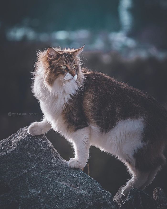 Meet Pepper: The Norwegian Forest Cat Who Loves Snow