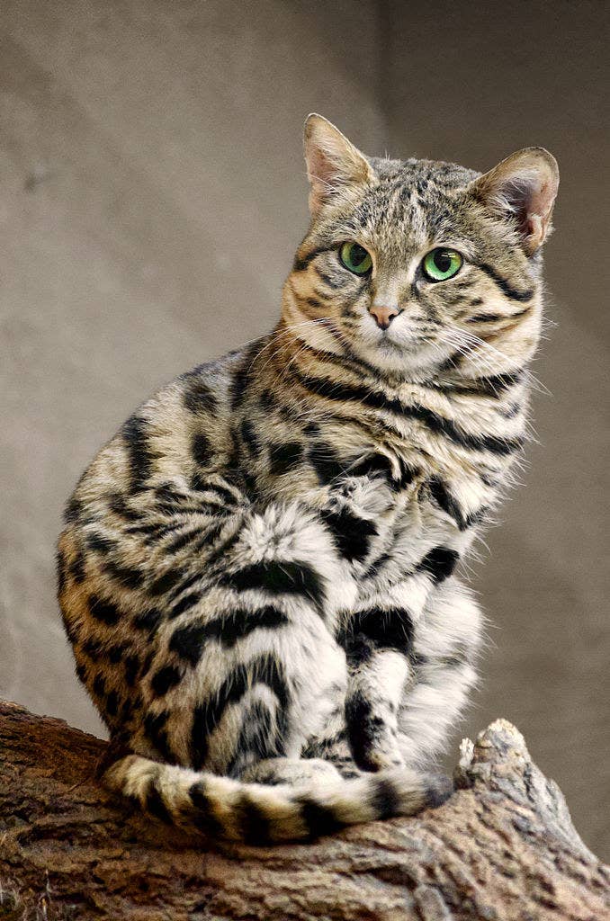 The Adorable Yet Fierce Mom-Like Qualities of the “World’s Deadliest Cat”