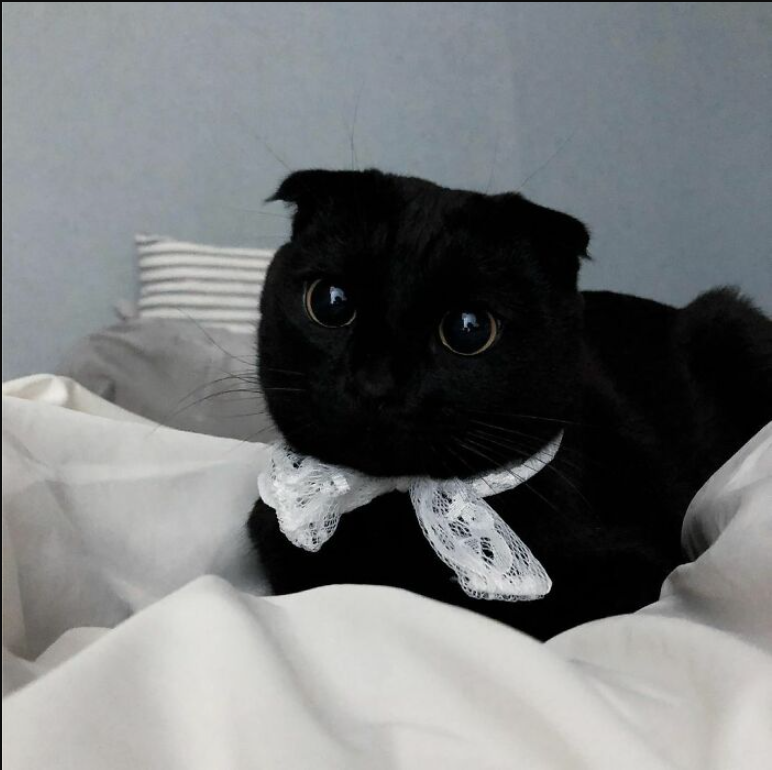 The Instagram Takeover: Meet the Adorable and Quirky Black Cat