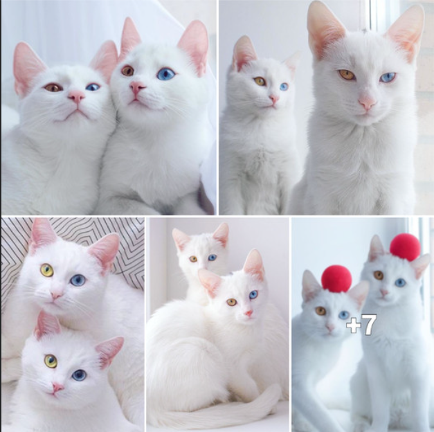 Encounter the Stunning Twin Felines of Unmatched Beauty