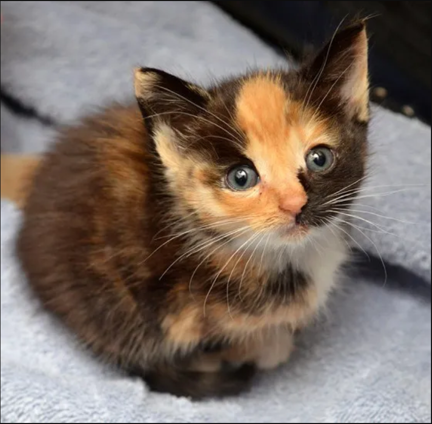 The tiny kitten discovered outside abandoned, shows incredible resilience, now has a feline companion to witness her growth.