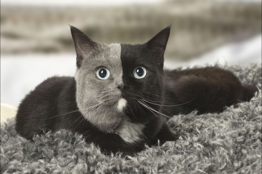 Meet Nira: The adorable kitten born with a rare “two face” has caused a stir on the Internet