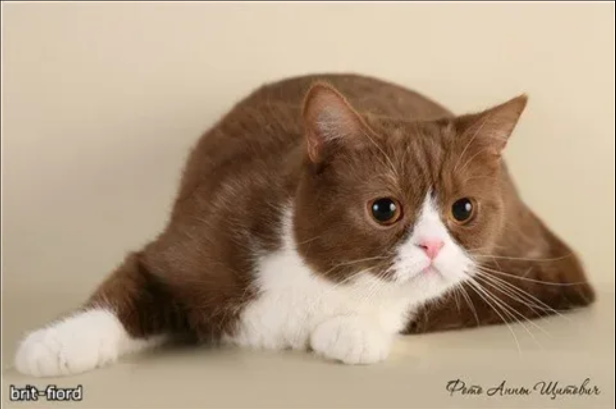 Meet Choco: The cat who fascinates the online world with his hypnotic eyes and special fur‎.