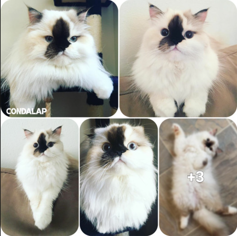 Introducing Smudge: The Ink-Dipped Himalayan Cat Taking Instagram by Storm!