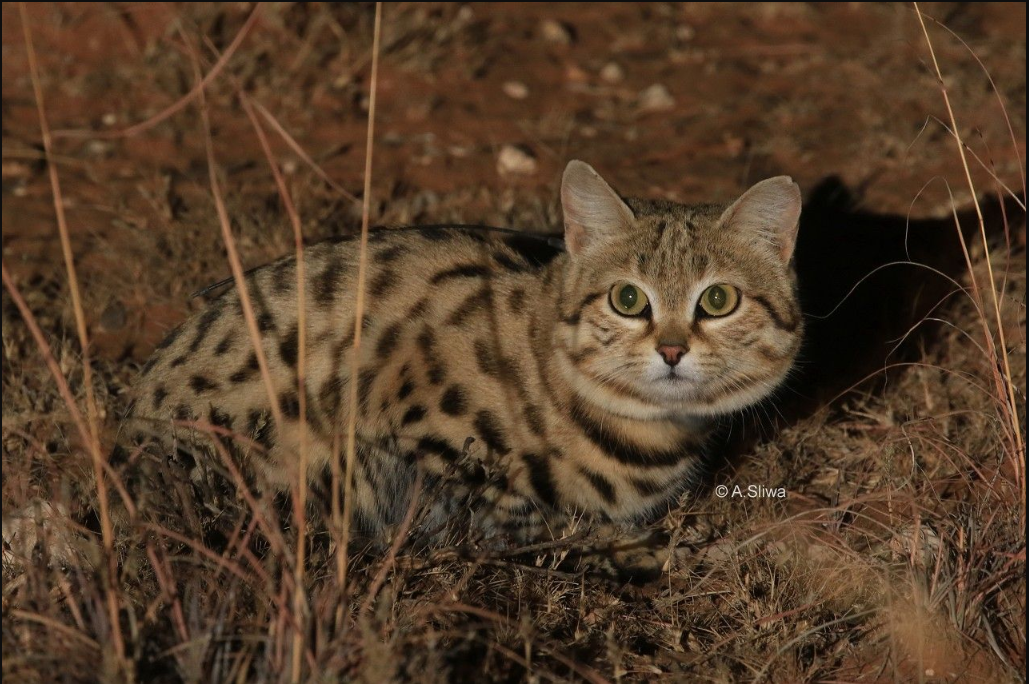 The ‘World’s Deadliest Cat’ – A Paradox of Cute and Menace