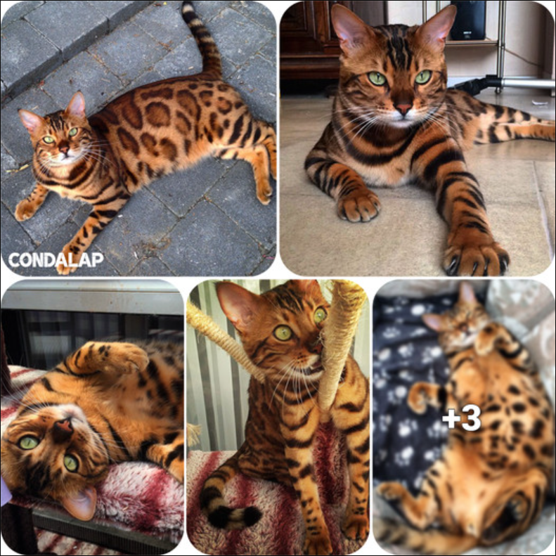 Encountering Thor: The Bengal Kitty with Flawless Fur.