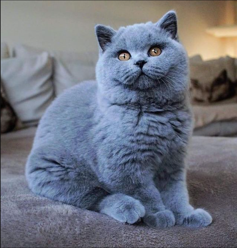 Discover A Charming British Shorthair Cat’s Beautiful Beauty