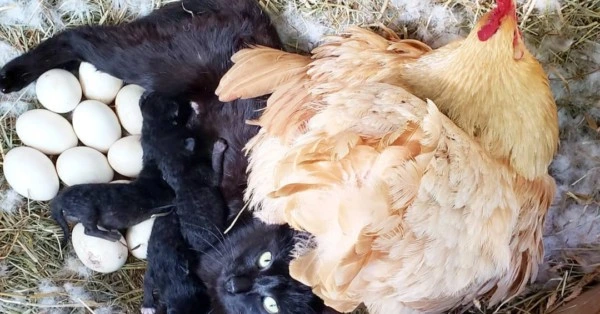 Cat Gives Birth In Duck Den Beside A Chicken And Her Eggs