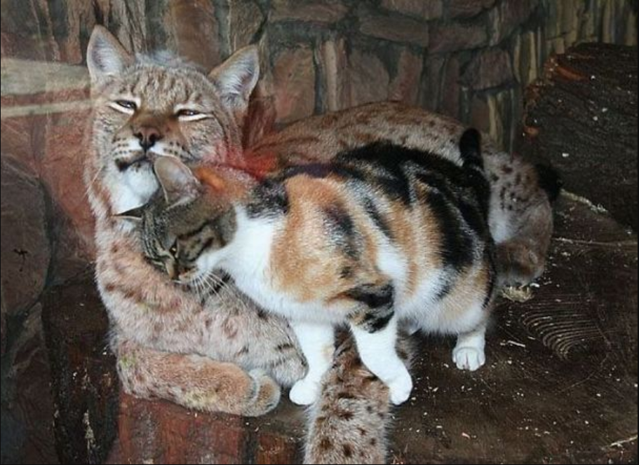 A lynx and a cat make friends when the cat breaks into a zoo