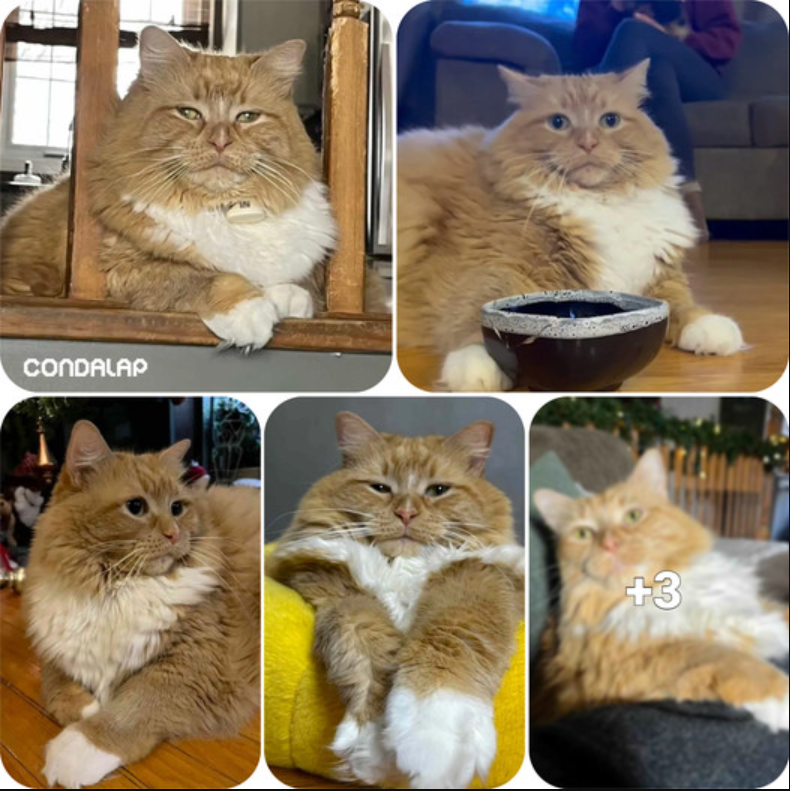 The most Hilariously Sassy Feline You’ll Encounter: A Cat Who Turns Her Food Bowl into a Comedy Sketch