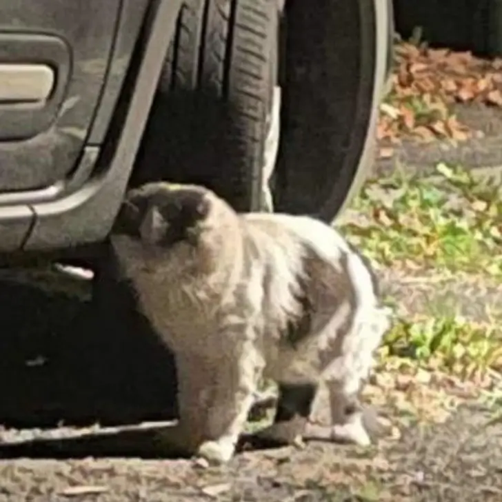 The Sweetest Homecoming: Rescued Street Cat Finally Finds Comfort and Love Indoors