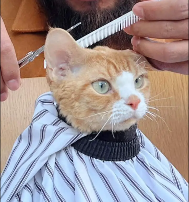 Meet Tom: A Handsome Cat Who Is Famous On The Internet For Haircuts And Beauties