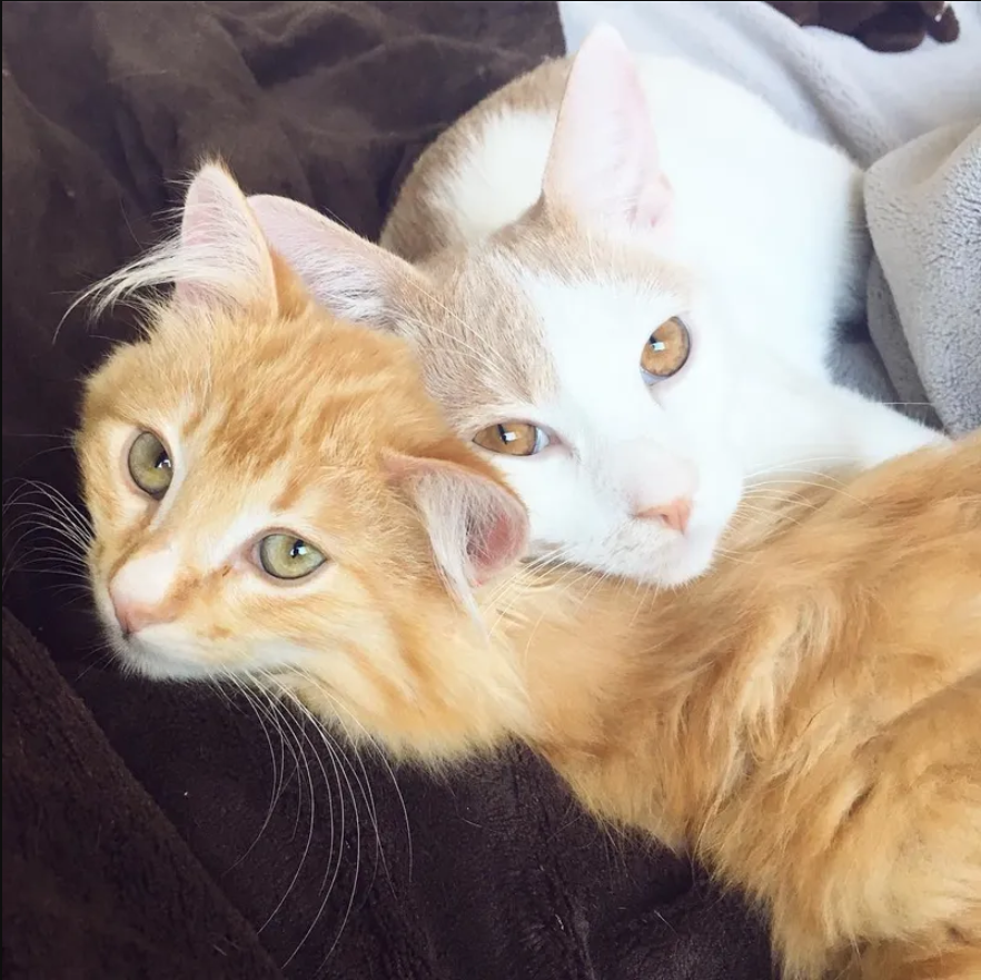 Shy feline finds confidence and comfort in the presence of a friendly ginger cat.