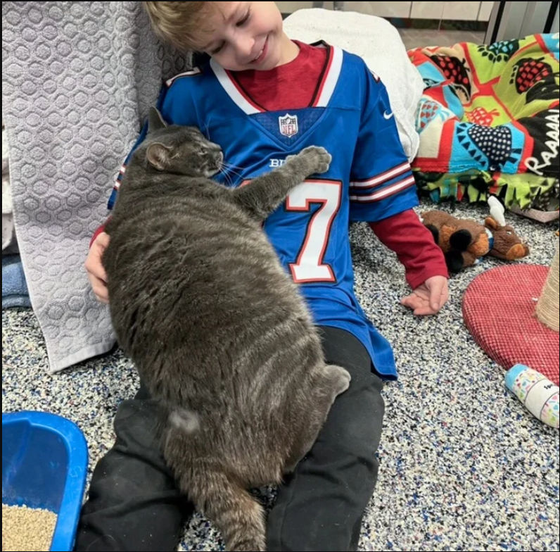 Cat Hugs Everyone at the Animal Shelter Until He Finds His Forever Family