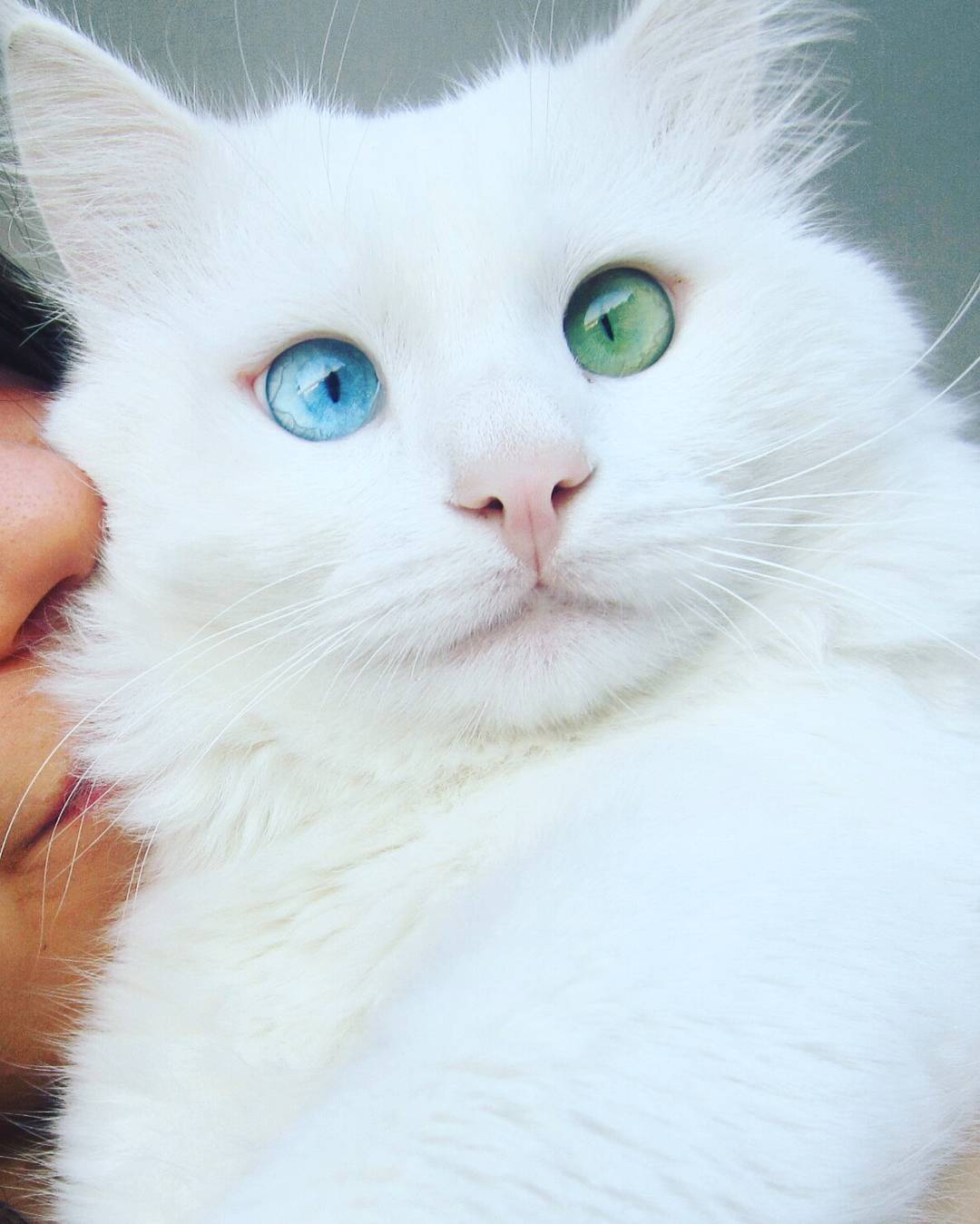 The Enchanting Gaze of a Snow-White Feline with Heterochromatic Eyes