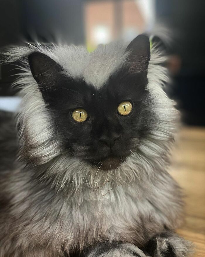 Meet Richie, The Maine Coon Cat Gone Viral On Social Media