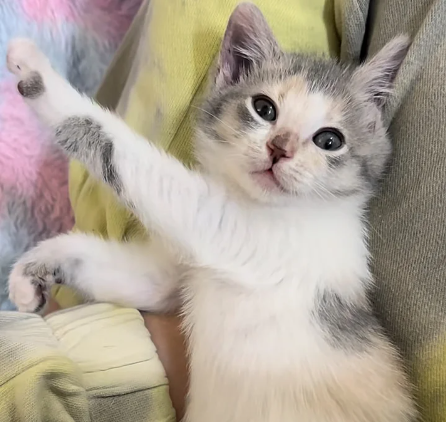 After leaving the animal shelter, a wobbly kitten walks around happily and transforms into a little dynamic within a few days.