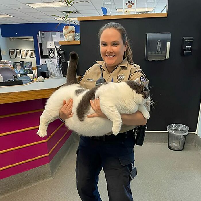 The Journey Of Patches, A 40-Pound Cat, Begins Anew After He Gets Adopted And Is Put On A Special Diet