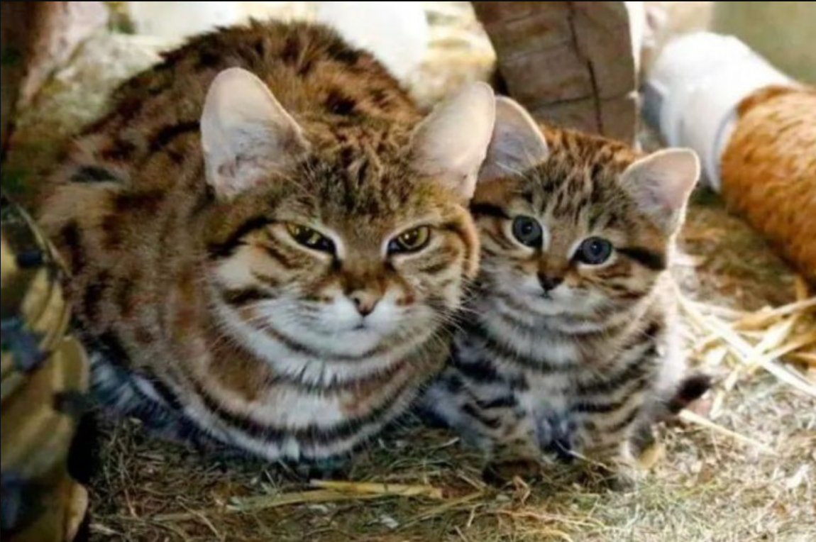 Utah’s Hogle Zoo Feline Newcomer Wins Hearts With Her Petite Size And Fiery Spirit