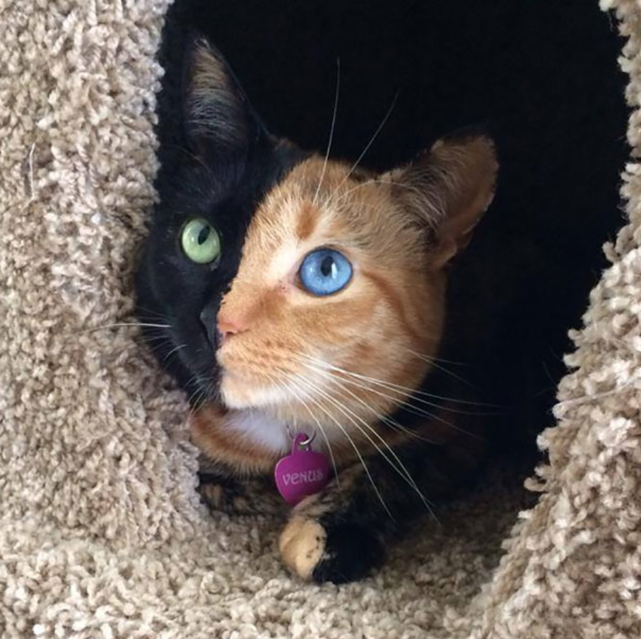 Encountering Venus: The Feline Phenomenon with a Double Visage