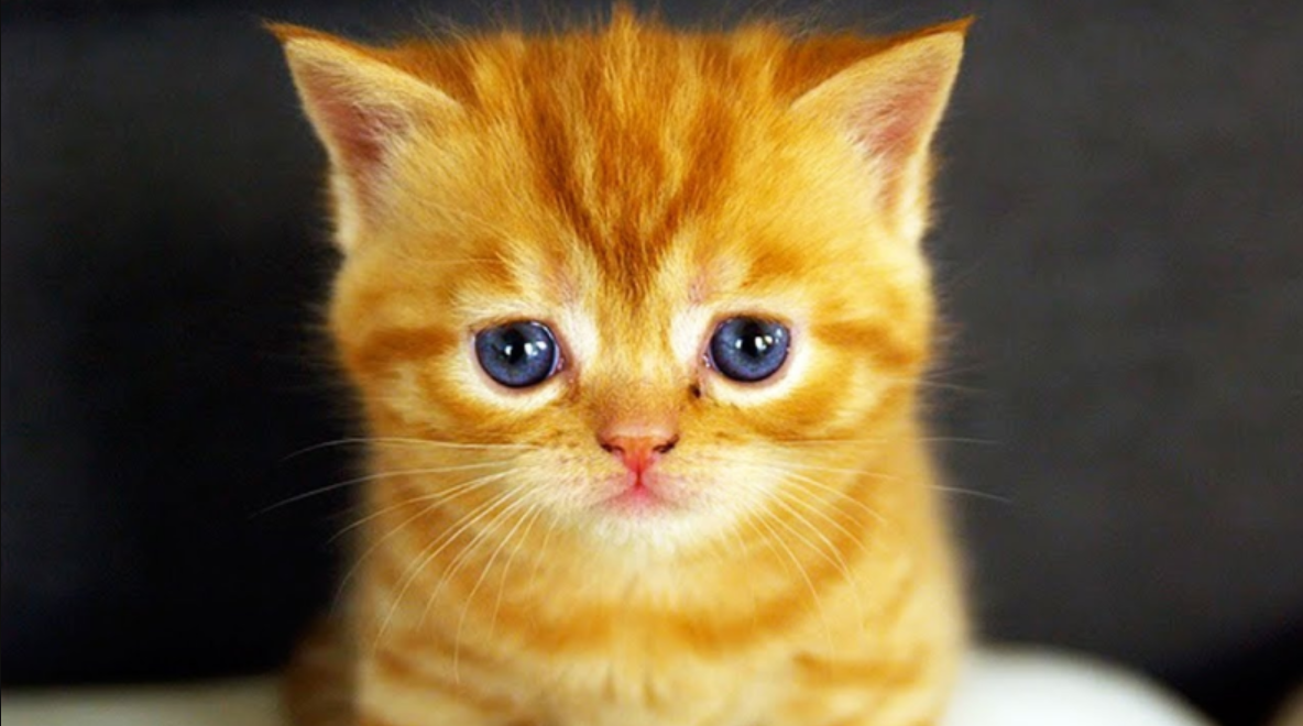 The Captivating Allure of the Ginger Cat: Resembling Little Tigers with a Wild, Enchanting Charm