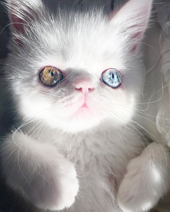 Encounter Pam Pam: The Enchanting Kitten with mesmerizing Heterochromia Gaze