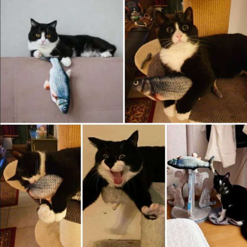 The Fish-Loving Feline Who Finds Joy in Stuffed Animals