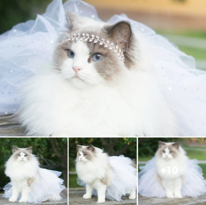 Encountering Aurora: The Majestic Feline Royalty