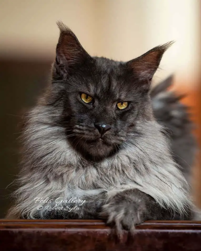 Meeting Vivo: The Maine Coon That Will Leave You Speechless.