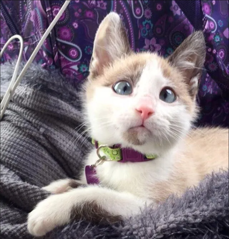 When the Foster Volunteer Met the Mischievous Kitten: A Tale of Unexpected Adventures