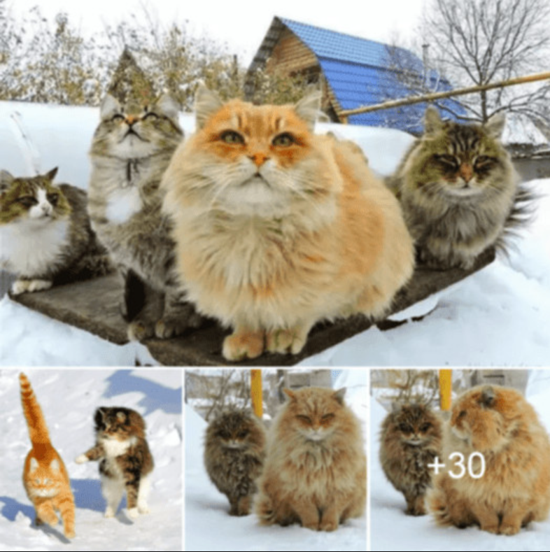 Every winter, Siberian cats fluff up and play in the snow with their human