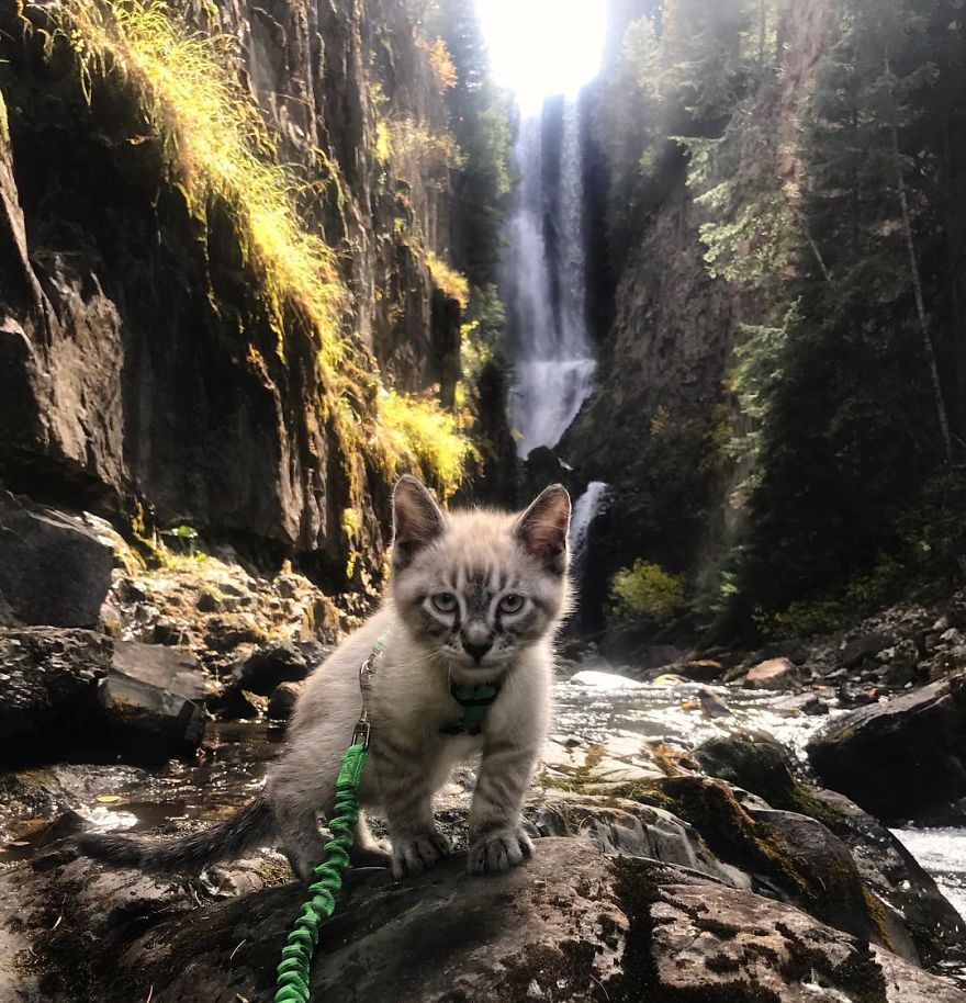 This Cat And Dog Love Travelling Together, And Their Pictures Are Absolutely Epic