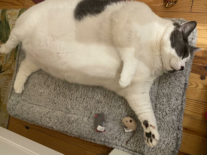 The Journey Of Patches, A 40-Pound Cat, Begins Anew After He Gets Adopted And Is Put On A Special Diet