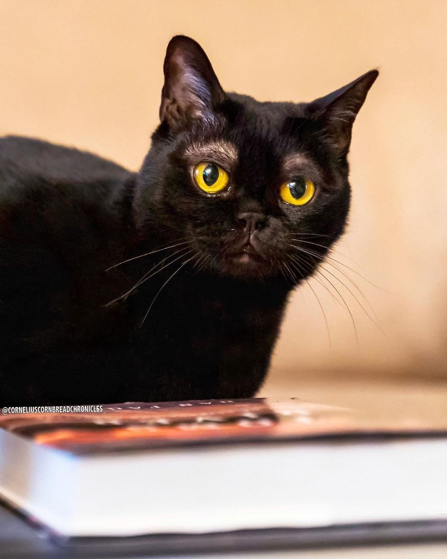 Meet Cornelius Cornbread, The Adorable Kitten With White Eyebrows (19 Pics)