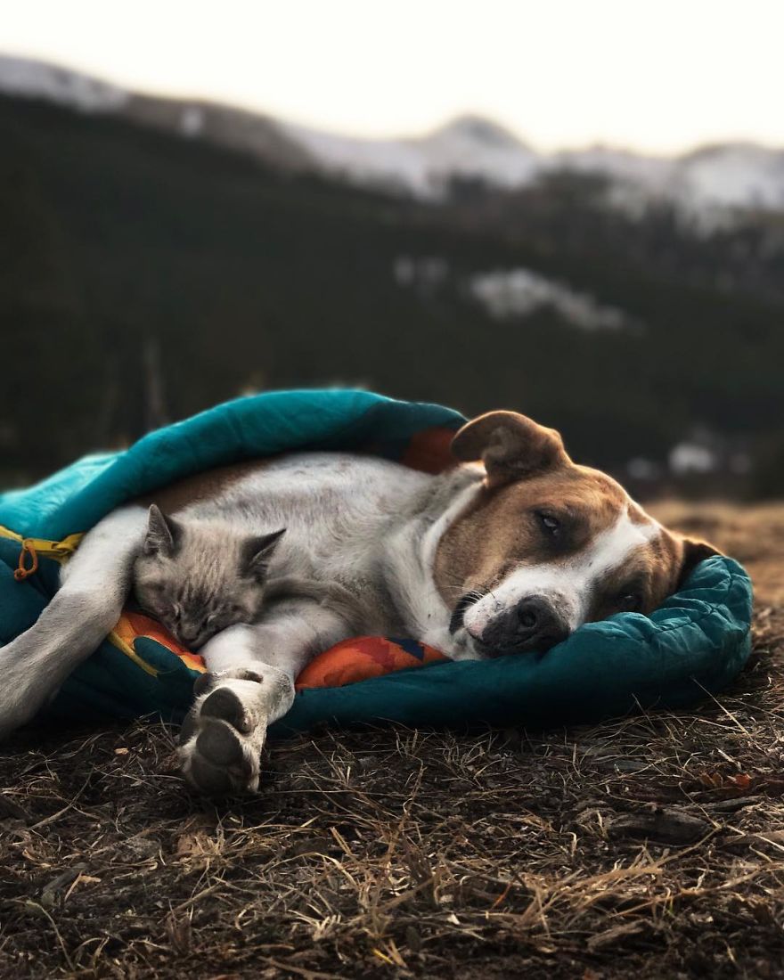 This Cat And Dog Love Travelling Together, And Their Pictures Are Absolutely Epic