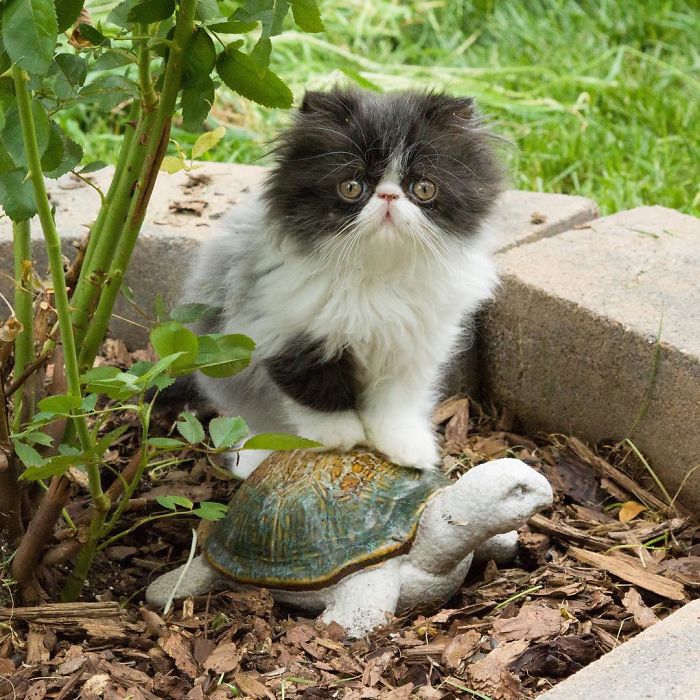 Meet Spaghettio, A Pirate Cat Who Lost Her Eye But Not Her Confidence