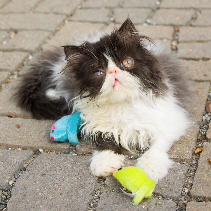 Meet Spaghettio, A Pirate Cat Who Lost Her Eye But Not Her Confidence