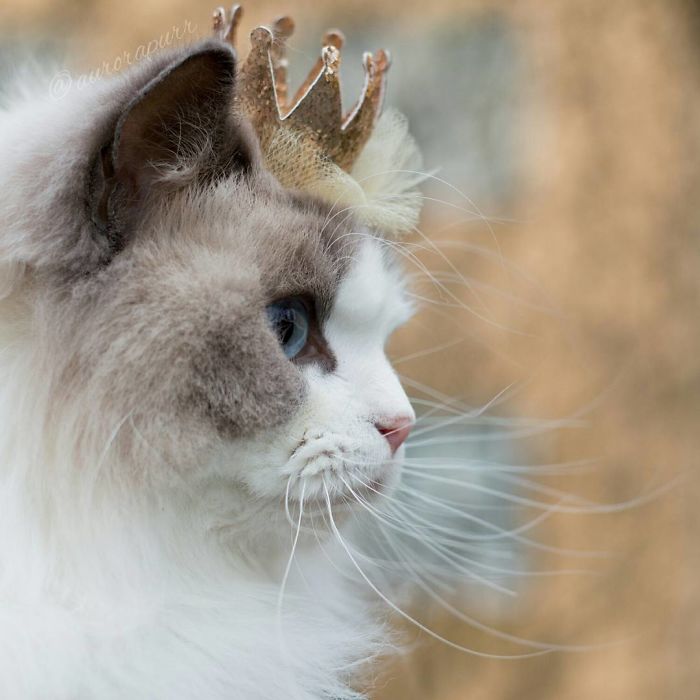 Meet Aurora, The Fluffy Cat Princess