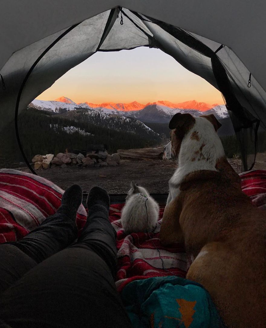 This Cat And Dog Love Travelling Together, And Their Pictures Are Absolutely Epic